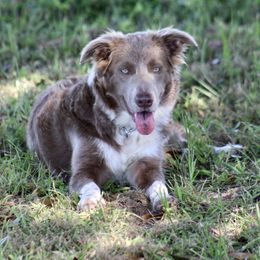 Jodi - Border Collie