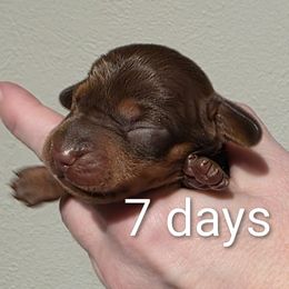 Ginger - Chocolate and tan female Dachshund puppy in Dayton, Ohio from Jen's Mini Dachshunds