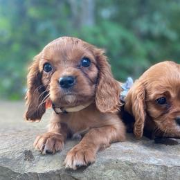 Amber - Ruby female Cavalier King Charles Spaniel puppy in Crawford, Tennessee from Lilly Lane Spaniels