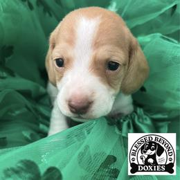 Boy 1 - Piebald male Dachshund puppy in Isabel, South Dakota from Blessed Beyond Doxies