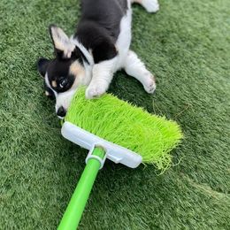 Akita, American Corgi, Cardigan Welsh Corgi, and Great Pyrenees Puppies from WeVolution Off-Grid