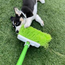 Akita, American Corgi, Cardigan Welsh Corgi, and Great Pyrenees Puppies from WeVolution Off-Grid
