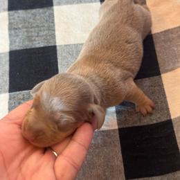 Milo - Fawn (isabella) and tan male Dachshund puppy in Corbin, Kentucky from Doxie Dapples
