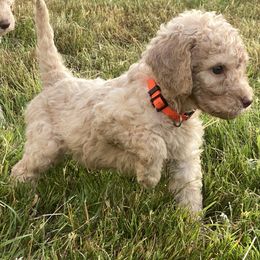Goldie - Caramel cream female Labradoodle puppy in Toledo, Washington from Bigfoot Doodles