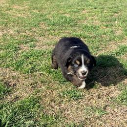 Reef - Black tri-color male Australian Shepherd puppy in Mineral Wells, Texas from A6 Australian Shepards
