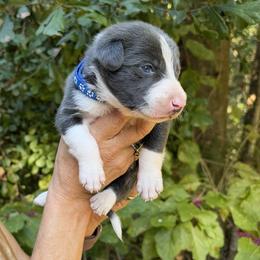 Boy 2 - male Border Collie puppy in Foley, Alabama from Bama Border Collies