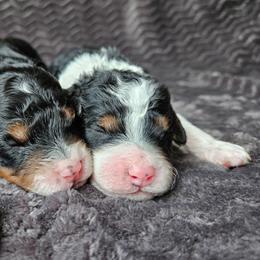 Rad - Tri-color male Bernedoodle puppy in Granton, Wisconsin from Rose River Farms
