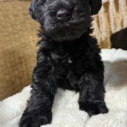Brock's Miniature Schnauzer - Black female Miniature Schnauzer puppy in Greensburg, Louisiana from Brock’s  Miniature Schnauzers