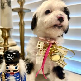 BACON - Black and white female Bernedoodle puppy in Houston, Texas from Pia’s Doodle Poodle Wag