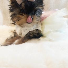 Tinie - Black and tan female Yorkshire Terrier puppy in Azle, Texas from Texas Star Unique Yorkies