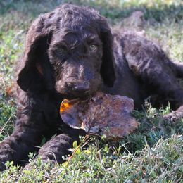 Wayne - Chocolate Labradoodle puppy in Lanexa, Virginia from Lees Reach Farm
