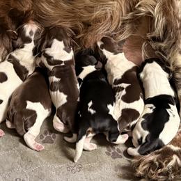 Reb - Black white and tan male English Springer Spaniel puppy in Cleburne, Texas from Powers English Springer Spaniels