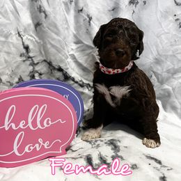 Poodle Puppies from The Poodle Boutique