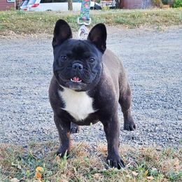 Vannelope  - French Bulldog