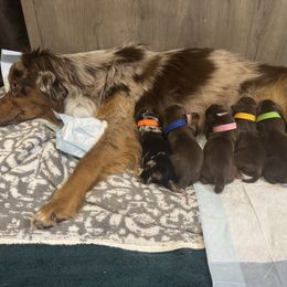 Green - Red tri male Miniature Australian Shepherd puppy in Orange, Texas from Rocking Aussies