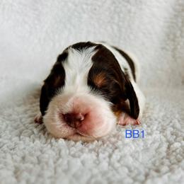 BB1 - Liver white and tan male English Springer Spaniel puppy in Britton, South Dakota from K&S Canines