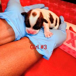 Girl 3 - Brown female Mal-Shi puppy in Boca Raton, Florida from Tina-Marie's Pups
