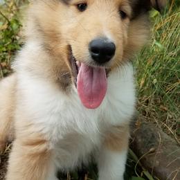 Collie Puppies from Whisper Collies