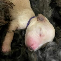 Goldendoodle and Poodle Puppies from SnickerDoodlePups