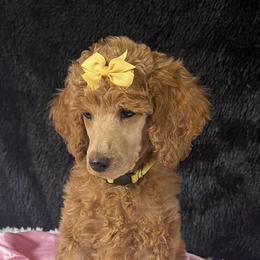 Yellow girl - Apricot female Poodle puppy in Bowling Green, Kentucky from Ritzy Red Poodles