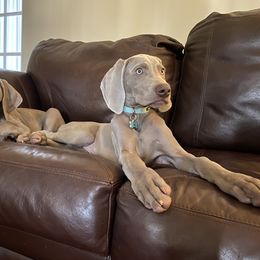Weimaraner Puppies from Silver Spoon Weimaraners