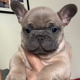 Sandy - Blue fawn female French Bulldog puppy in Greenville, Texas from Lisa's French Bulldogs