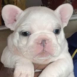 French Bulldogs from K&O Welbred French Bulldogs