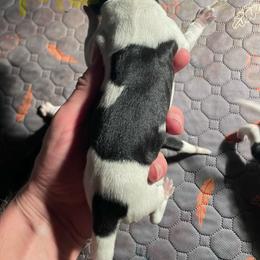 Boy 2 - Black and white male German Shorthaired Pointer puppy in Providence, Kentucky from Dills German Shorthairs