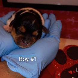 Boy 1 - Black gold and white male Shorkie puppy in Boca Raton, Florida from Tina-Marie's Pups