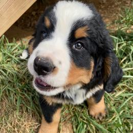 Buttercup - Tri-color female Bernese Mountain Dog puppy in Rural Retreat, Virginia from Bernese Bunker