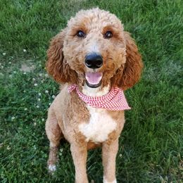Luna - Poodle