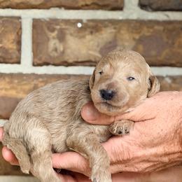 Rosalie - Cream female Goldendoodle puppy in Macclenny, Florida from Baker County Goldendoodles
