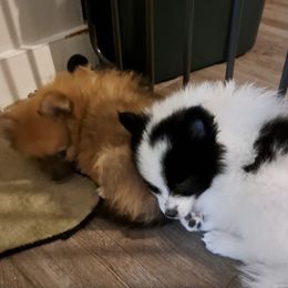 Pomeranian Puppies from Wisco Poms