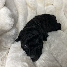 Chip - Black and white male Cockapoo puppy in Humble, Texas from DoodlePuppiesTX