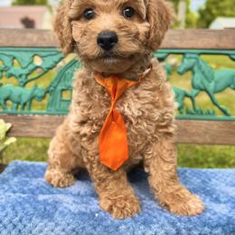 Goldendoodle Puppies from True Friend Doodles
