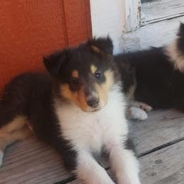 Collies from BellaVista Rough Collies