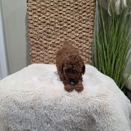 Oscar (AKC) - Red  male Poodle puppy in Rainbow City, Alabama from Spinks Poodles