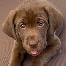 Labrador Retrievers from Hollywood Farm Labrador Retrievers