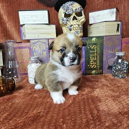 Gypsy- docked tail - Red female Pembroke Welsh Corgi puppy in Deming, New Mexico from Dragon Ridge Corgis