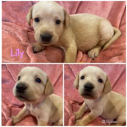 Lily - Yellow female Labrador Retriever puppy in Hartly, Delaware from Triple Threat Labradors