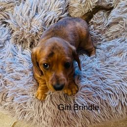 Girl 1 - Brindle female Dachshund puppy in Sultan, Washington from Honeydew Ranch