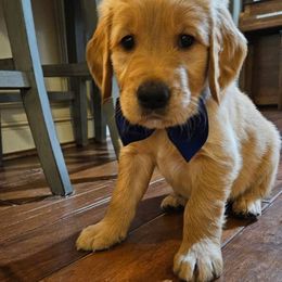 Golden Retriever Puppies from Bennett Goldens
