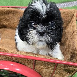 Franky - Black and white male Shih Tzu puppy in Carthage, Missouri from Cooley's Cuddle Pups