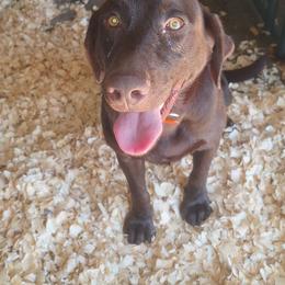 GUARDIAN - North - Chocolate male Labrador Retriever puppy in Morrilton, Arkansas from Ancient Dogges Performance Dogs