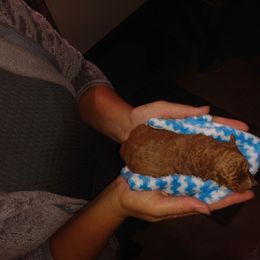 Teddy - Red  male Poodle puppy in Millersburg, Ohio from My Furry Friends