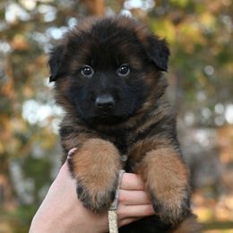 Hyde - Sable male German Shepherd puppy in Nacogdoches, Texas from Vom Hausgladfel
