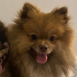 Baby - Pomeranian