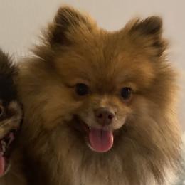 Baby - Pomeranian