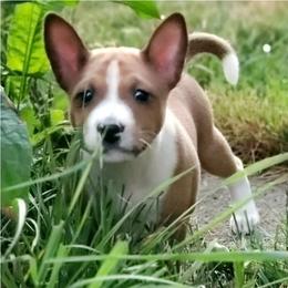 Basenji puppies from Basenji Puppies