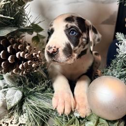 Cindy Lou - Harlequin female Great Dane puppy in Dundee, Michigan from Weslow AKC Danes
